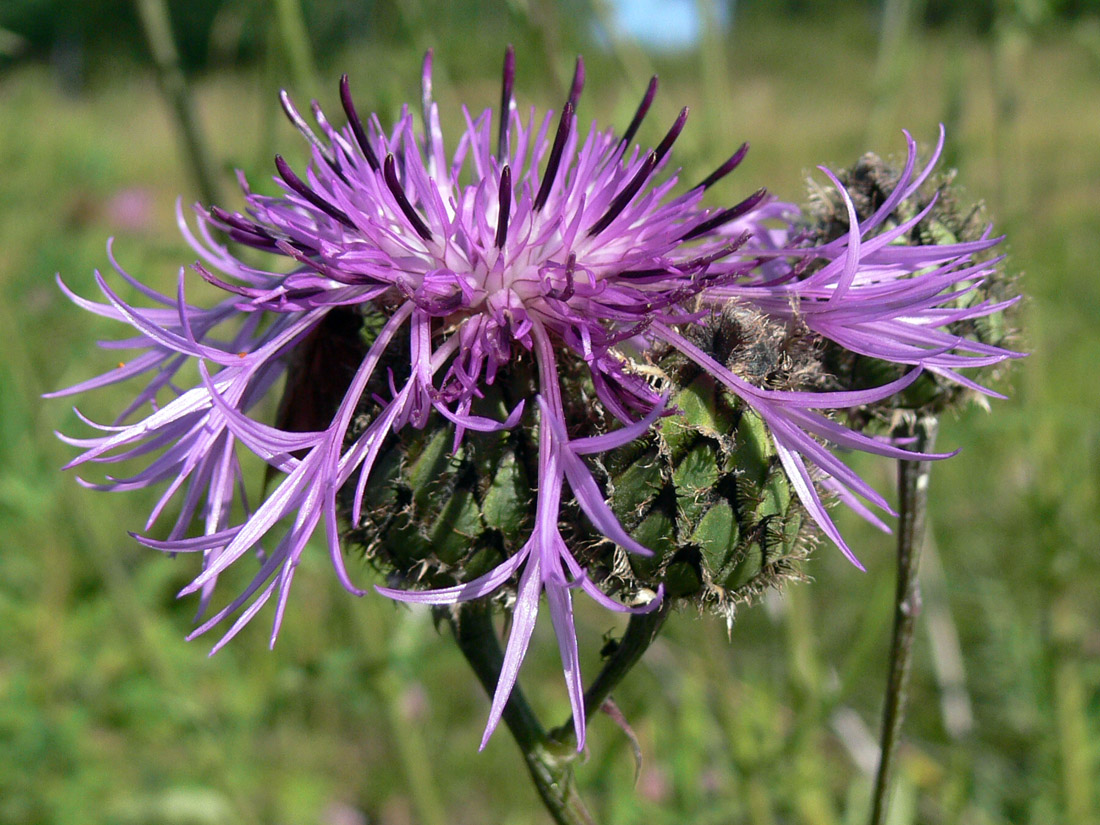 Image of Centaurea scabiosa specimen.