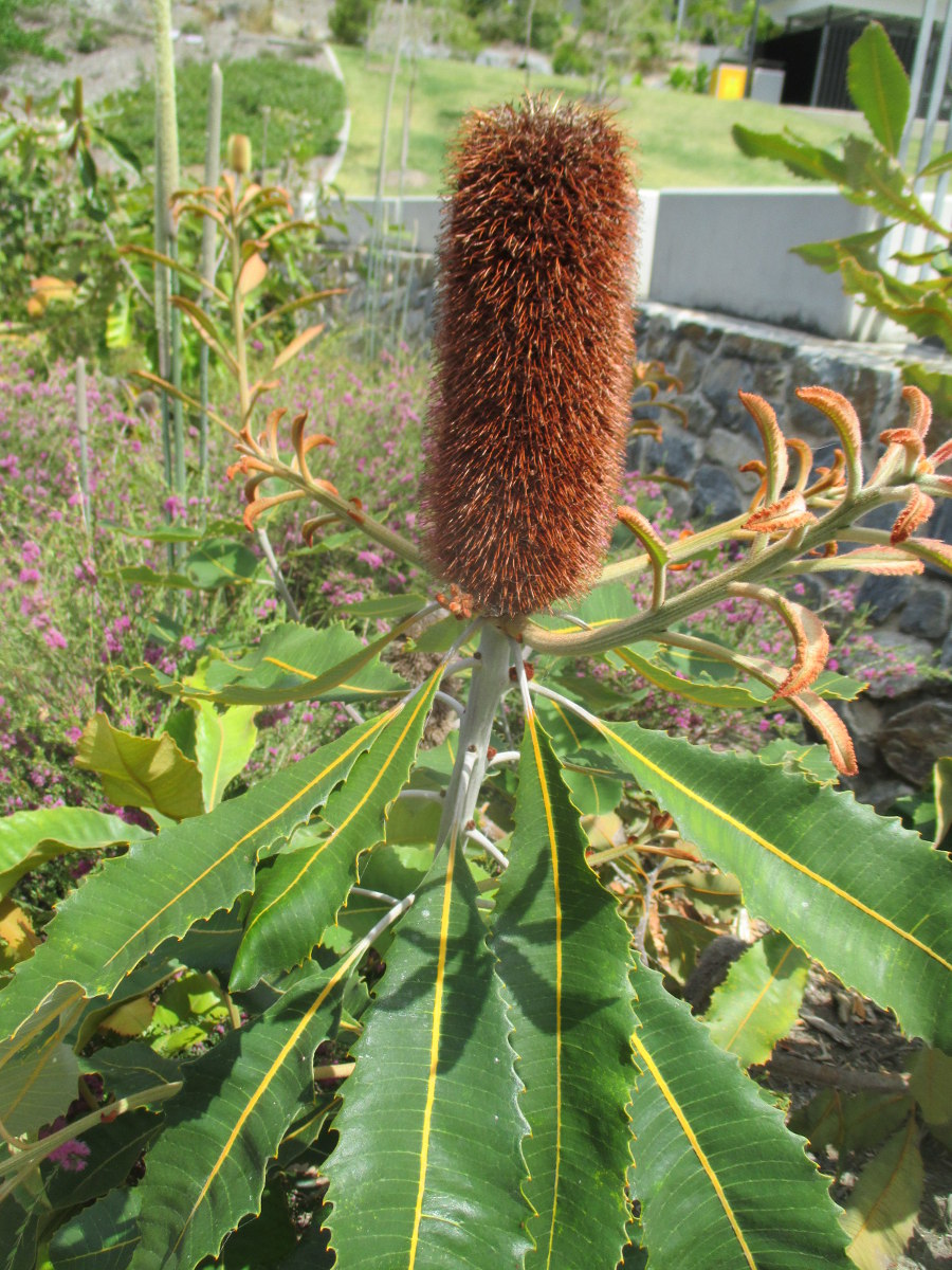 Image of Banksia robur specimen.