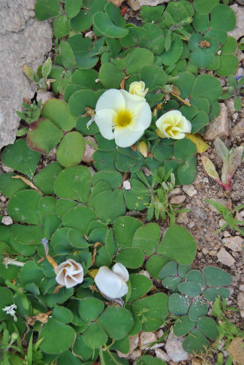 Изображение особи Oxalis luteola.