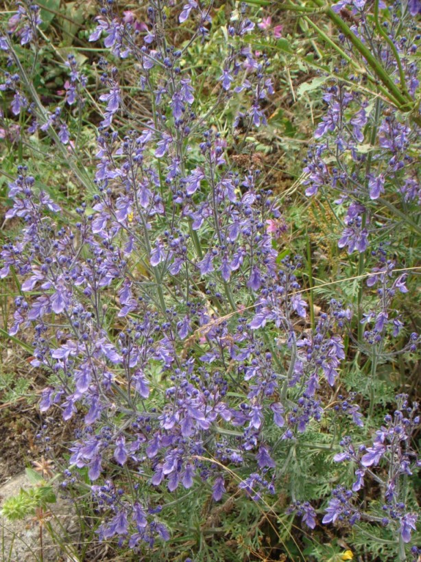 Image of Teucrium orientale specimen.