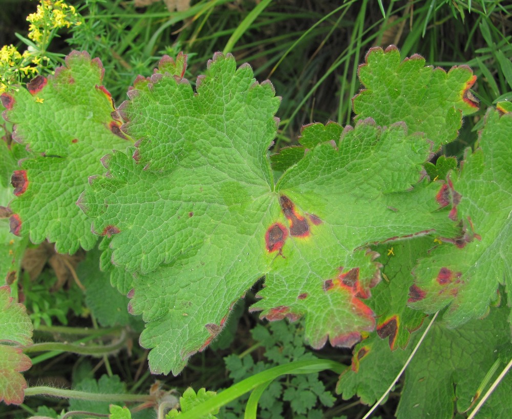 Image of Geranium platypetalum specimen.