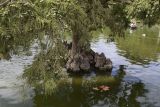 Taxodium distichum