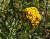 Achillea filipendulina. общее соцветие с отдыхающей мухой. Московская обл., Одинцовский р-н, г. Кубинка, лужайка у тротуара. 23.09.2017.