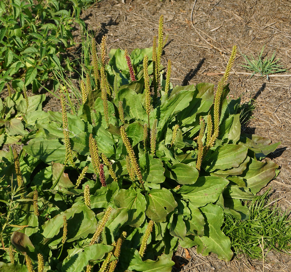 Изображение особи Plantago major.