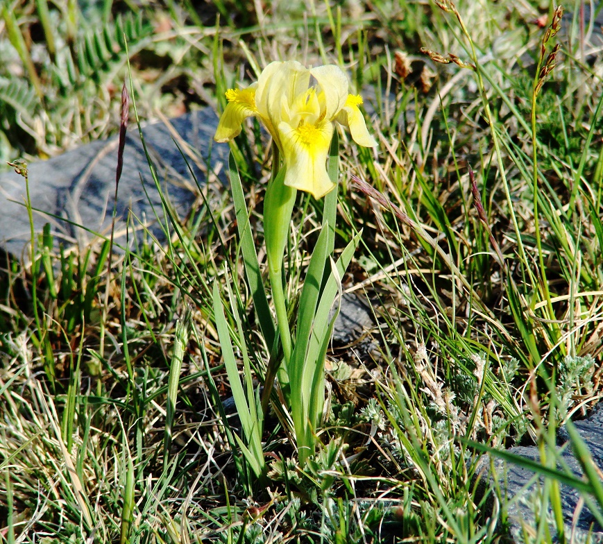 Изображение особи Iris humilis.