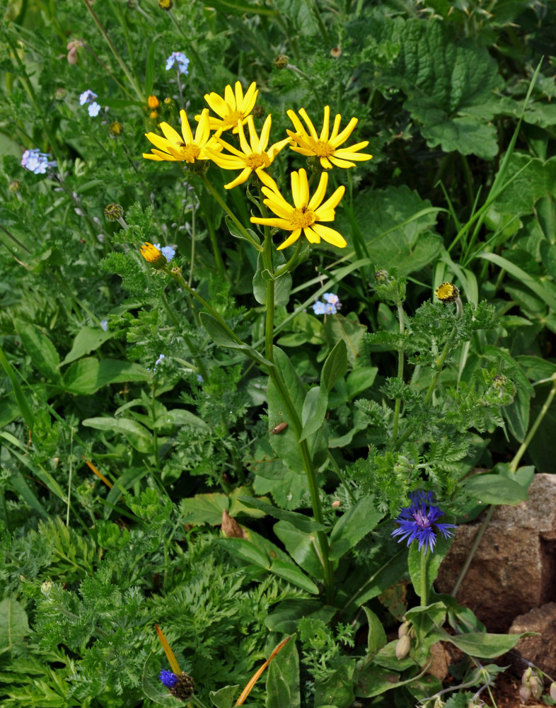 Image of Senecio kolenatianus specimen.