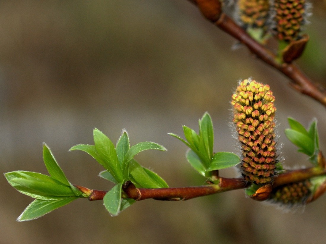 Image of Salix phylicifolia specimen.