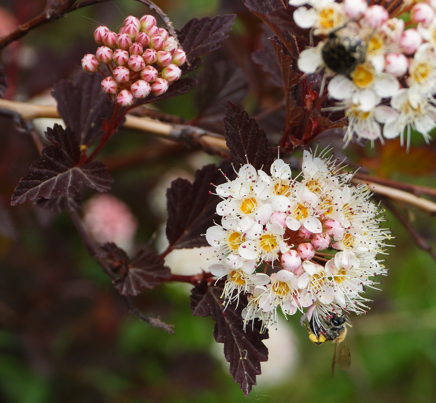 Изображение особи Physocarpus opulifolius.