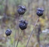 Centaurea scabiosa. Сухие побеги с соплодиями. Пермский край, Нытвинский р-н, окр. с. Григорьевское, долина лесной речки. 14.10.2017.