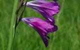 Gladiolus tenuis