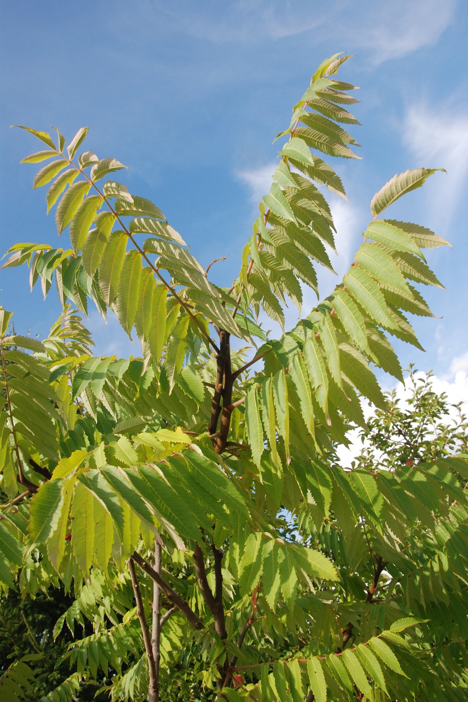 Image of Rhus typhina specimen.