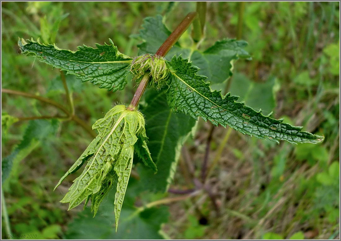 Image of Phlomoides tuberosa specimen.