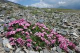 Asperula cristata. Цветущие растения. Карачаево-Черкесия, Зеленчукский р-н, окр. пос. Архыз, хребет Абишира-Ахуба, южный склон пер. Федосеева, ≈ 2200 м н.у.м. 30.07.2018.