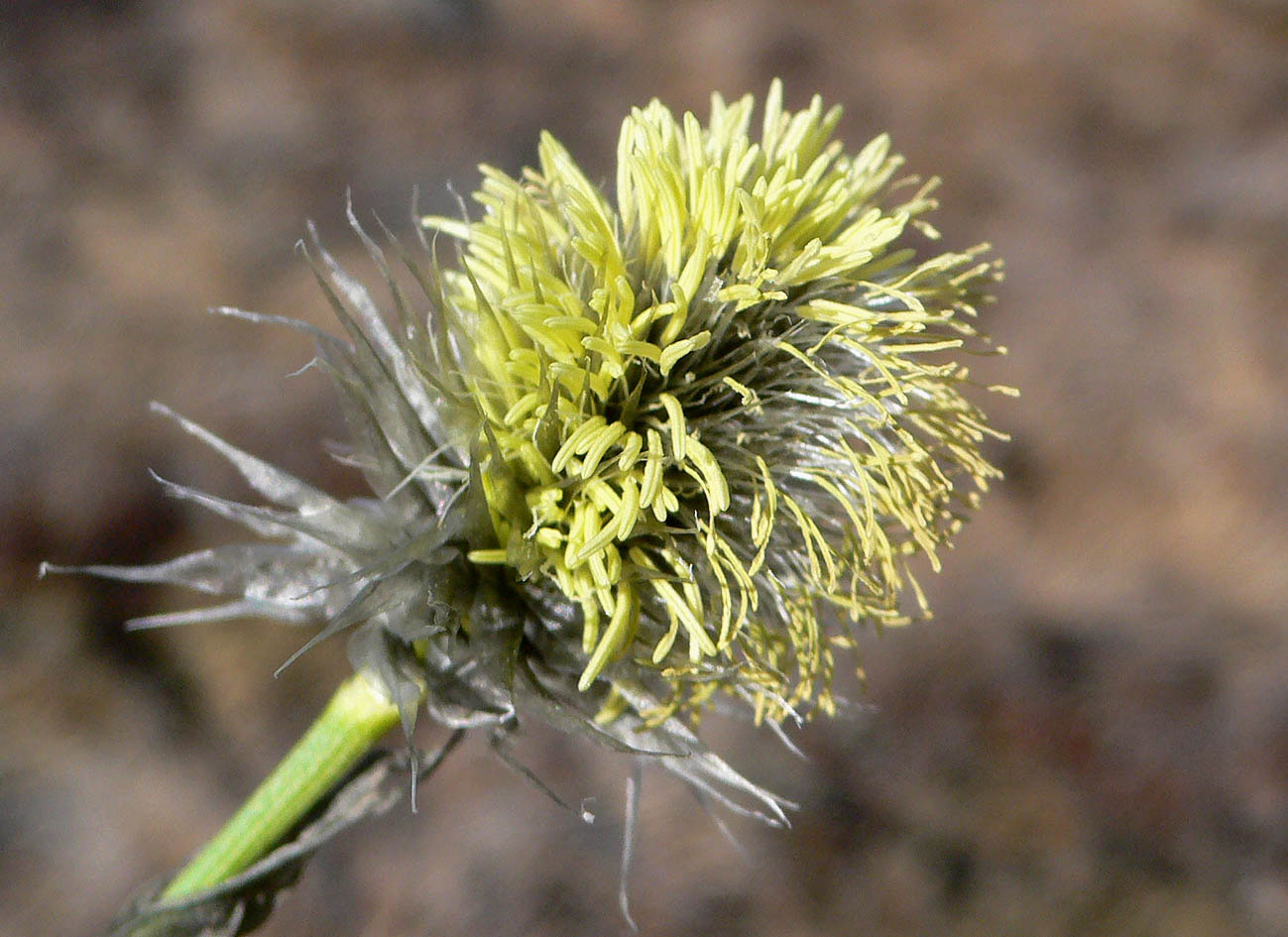 Image of Eriophorum vaginatum specimen.