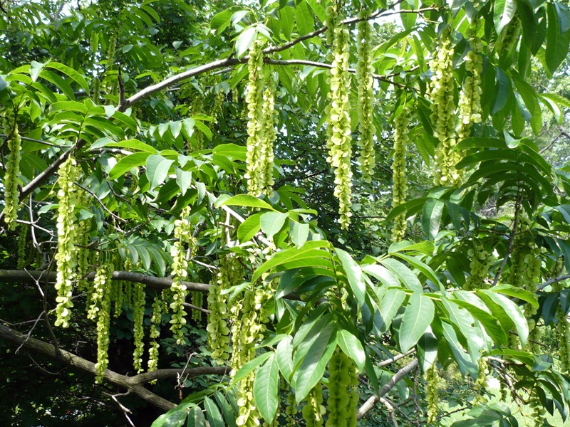 Изображение особи Pterocarya fraxinifolia.