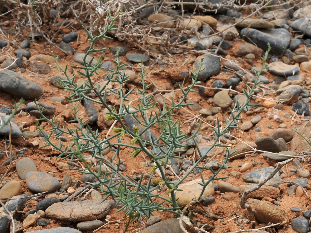 Image of Asparagus breslerianus specimen.