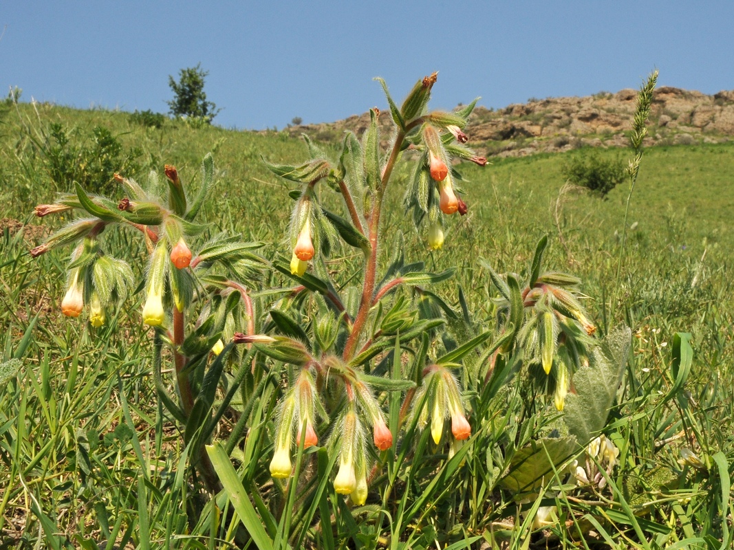 Изображение особи Onosma dichroantha.