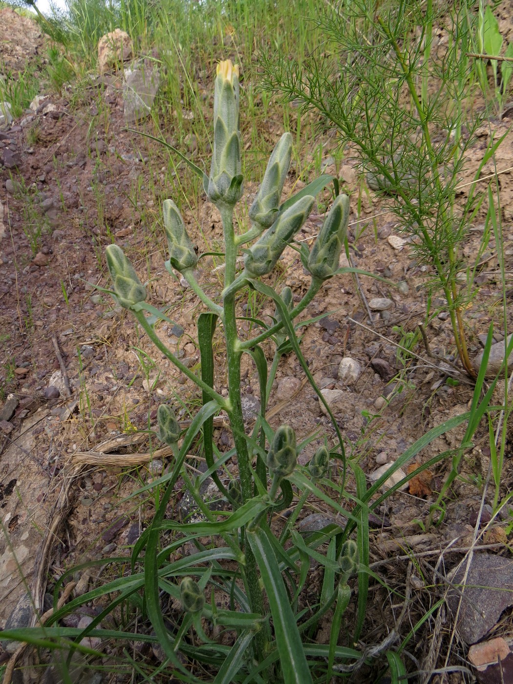 Image of Scorzonera bracteosa specimen.