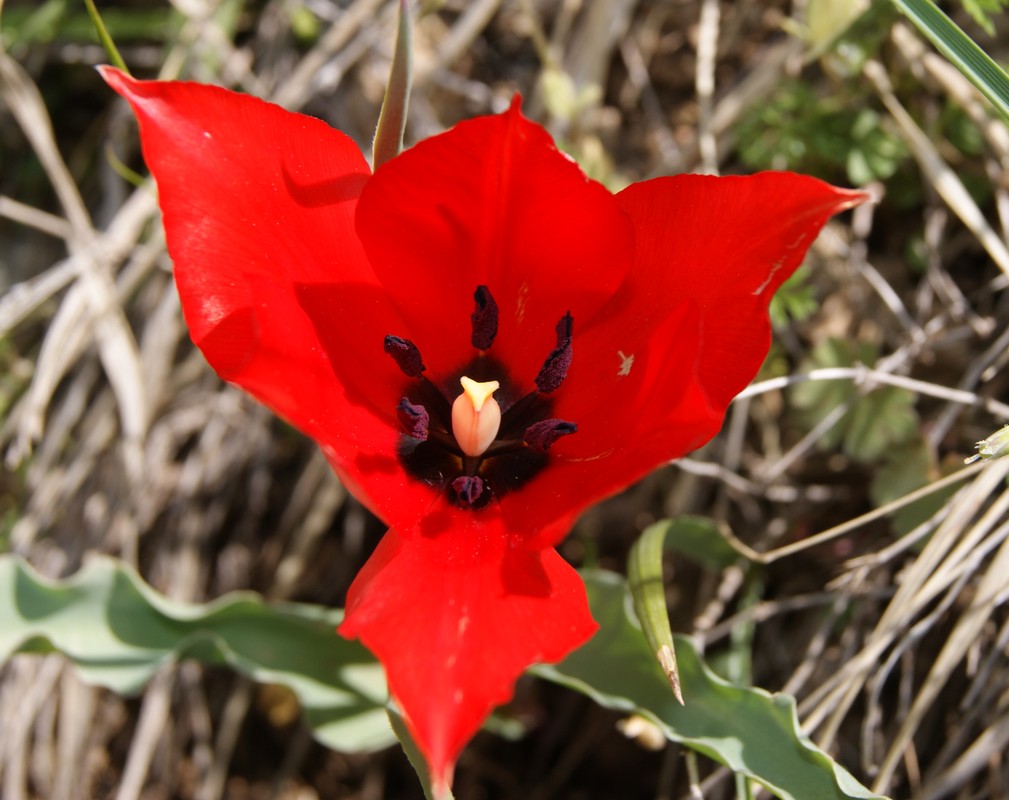 Изображение особи Tulipa florenskyi.