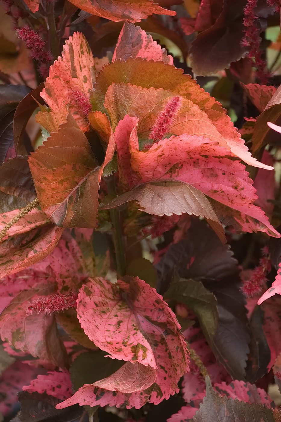 Image of Acalypha wilkesiana specimen.