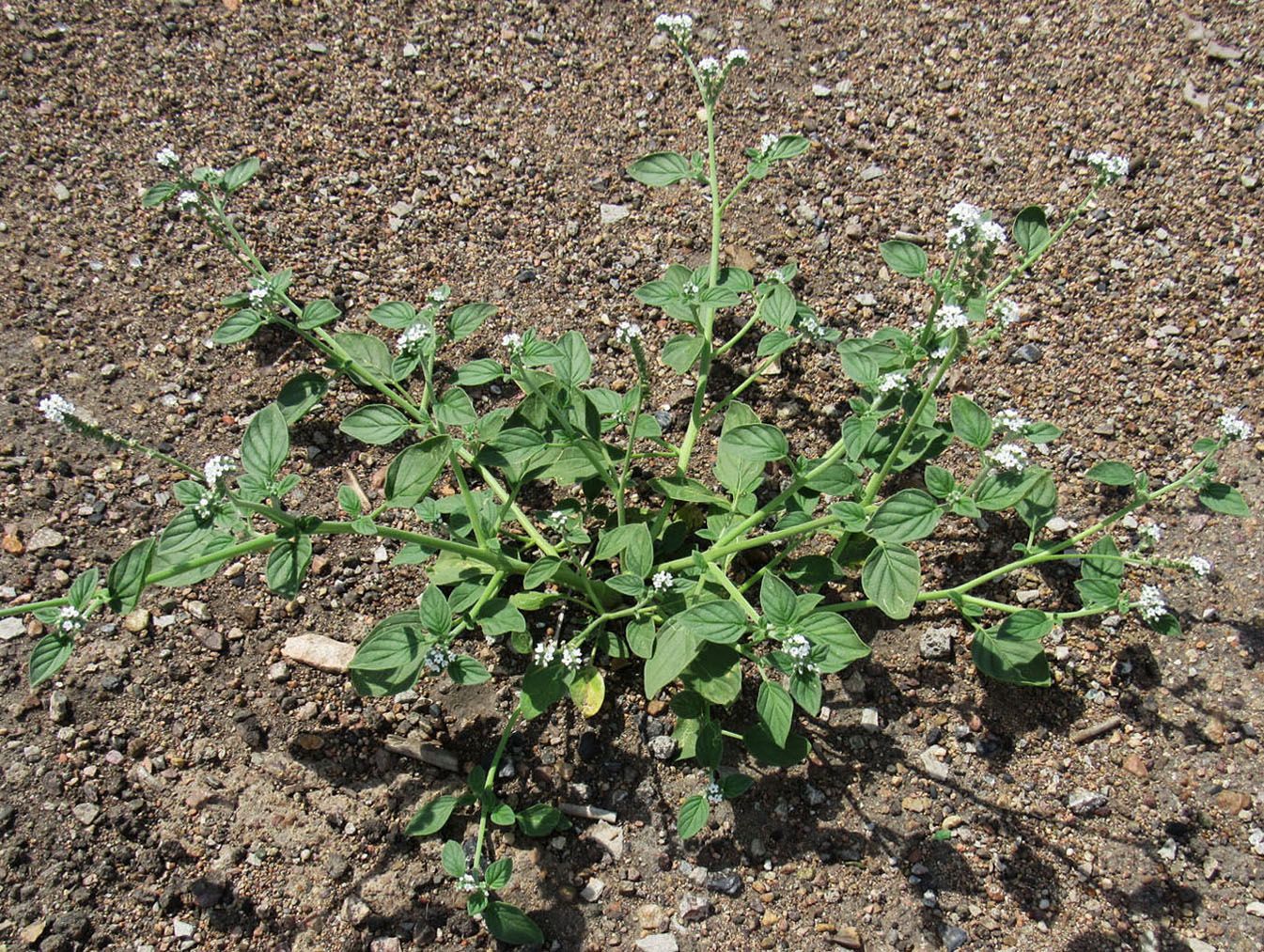 Image of Heliotropium ellipticum specimen.