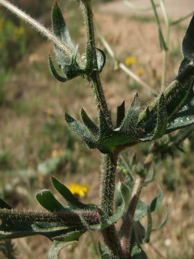 Image of Crepis rhoeadifolia specimen.