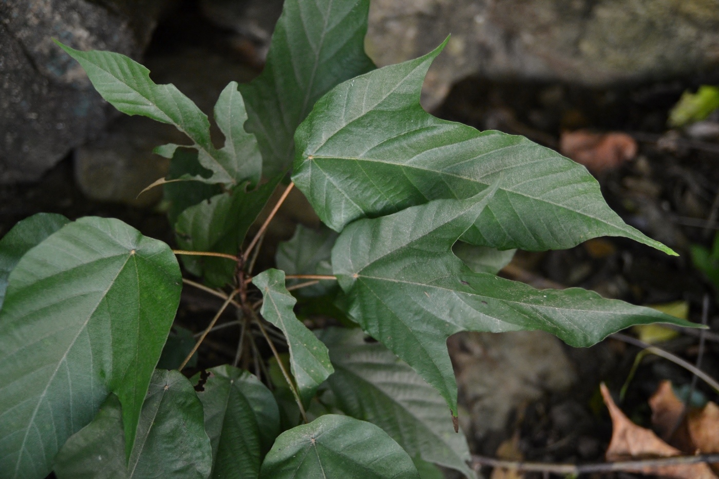 Image of familia Sterculiaceae specimen.