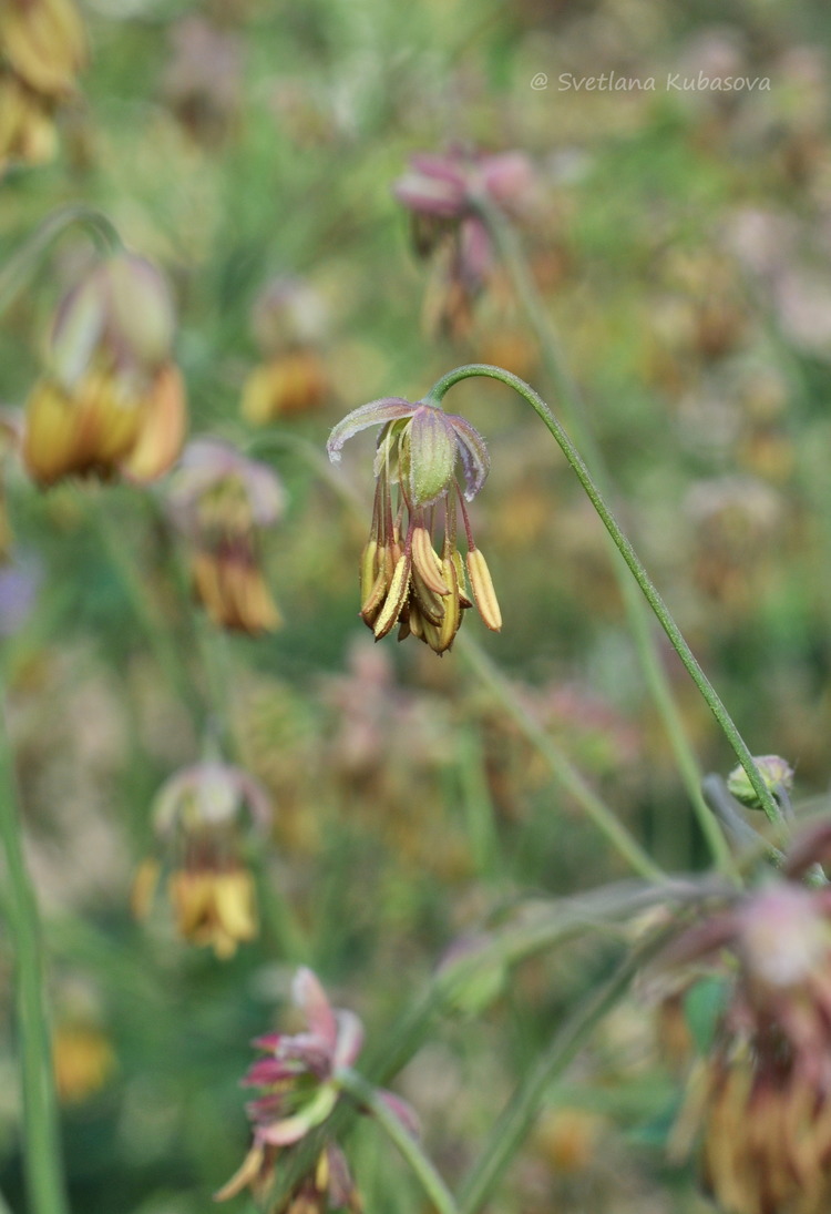 Изображение особи Thalictrum foetidum.