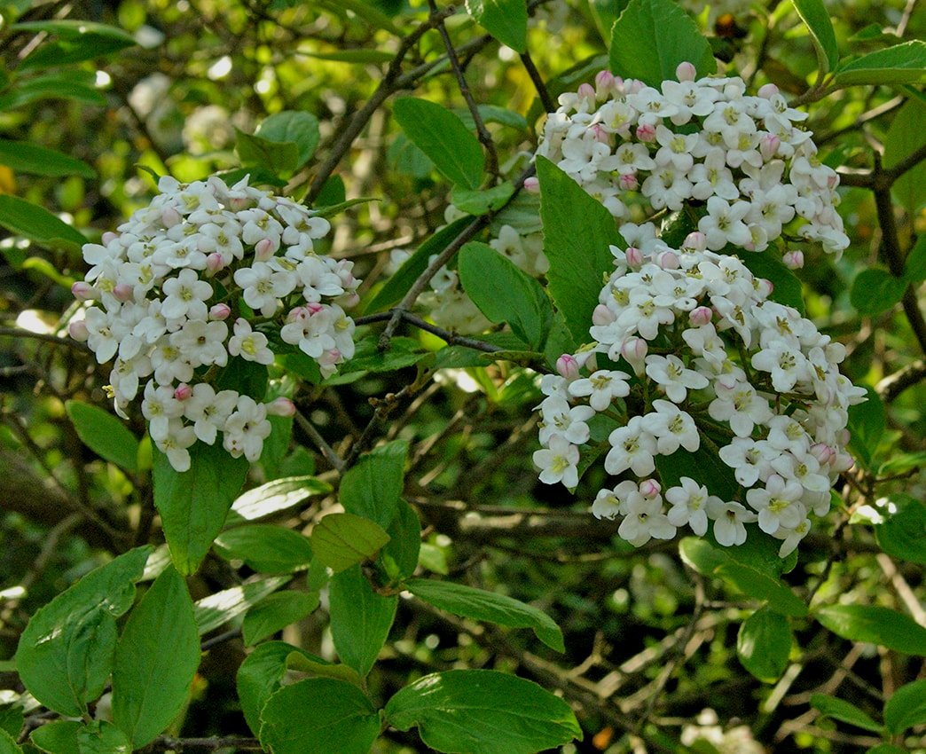 Image of Viburnum &times; burkwoodii specimen.