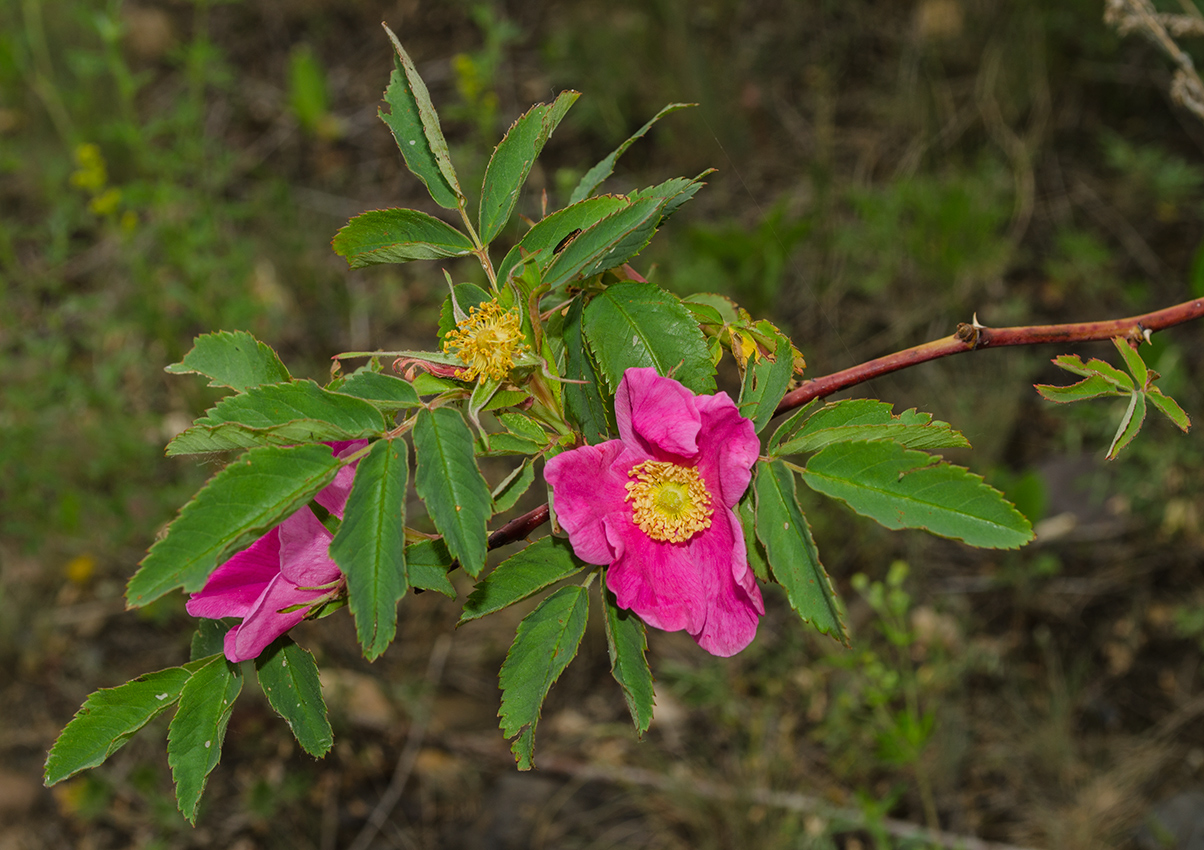 Изображение особи род Rosa.