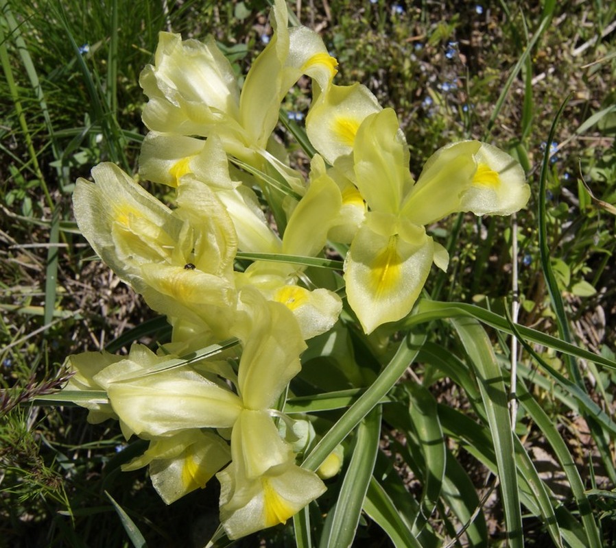 Image of Juno caucasica specimen.