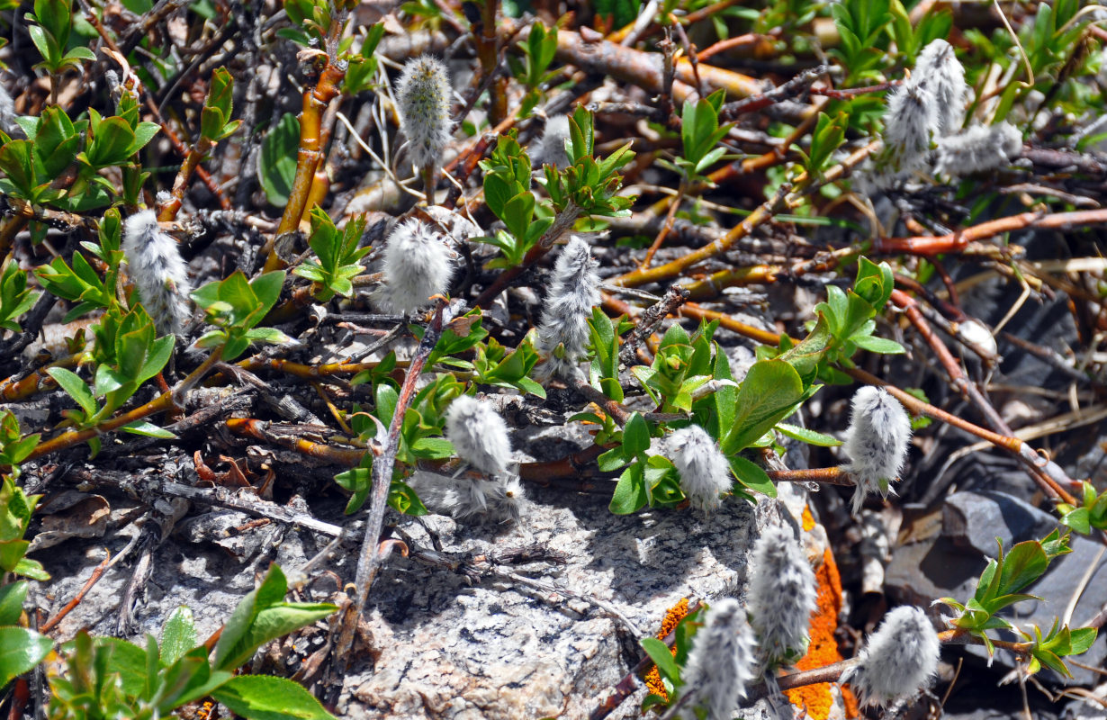 Image of genus Salix specimen.