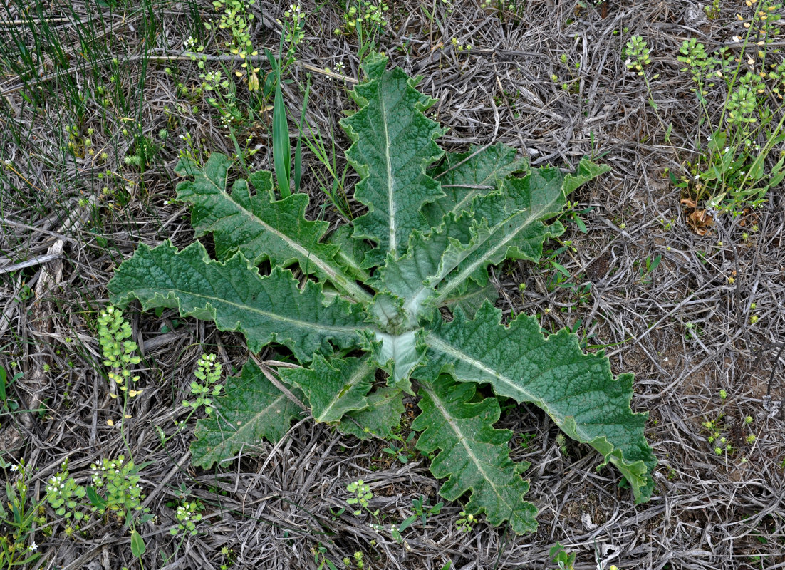 Image of Onopordum acanthium specimen.