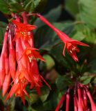 Fuchsia triphylla