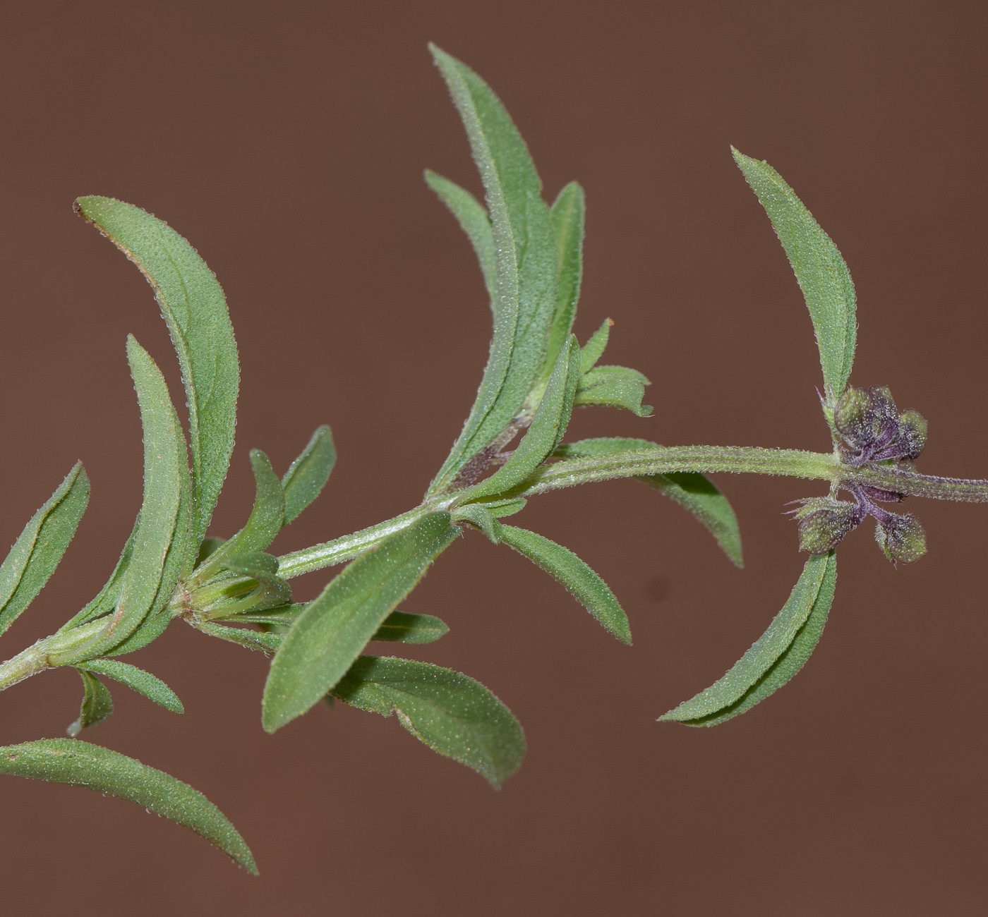 Изображение особи Ocimum americanum.