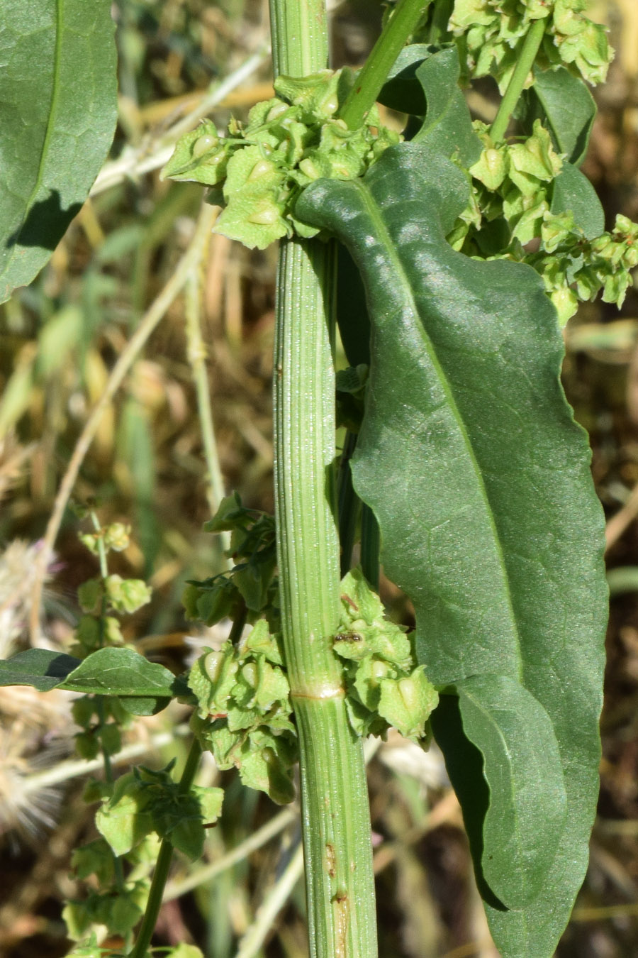 Image of Rumex drobovii specimen.