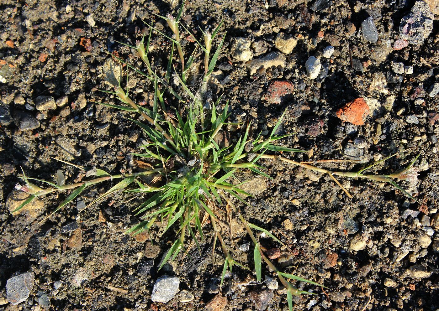 Image of Crypsis schoenoides specimen.