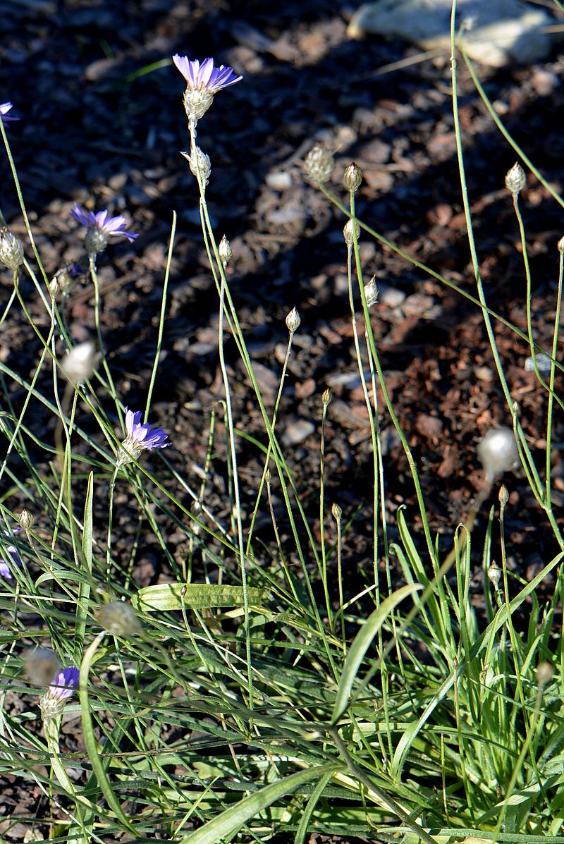 Изображение особи Catananche caerulea.