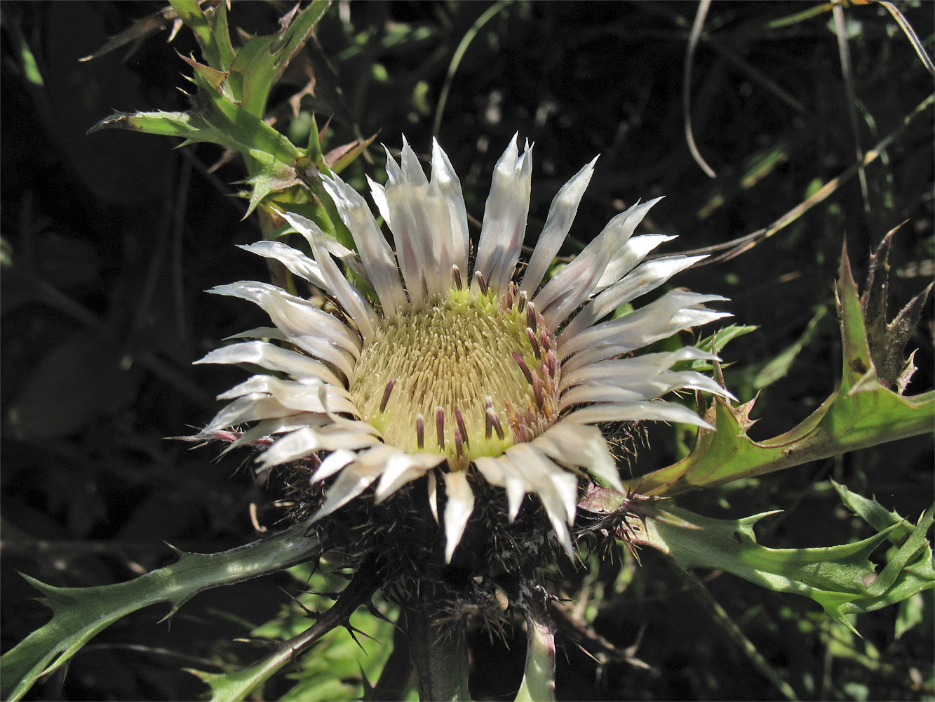 Image of Carlina cirsioides specimen.