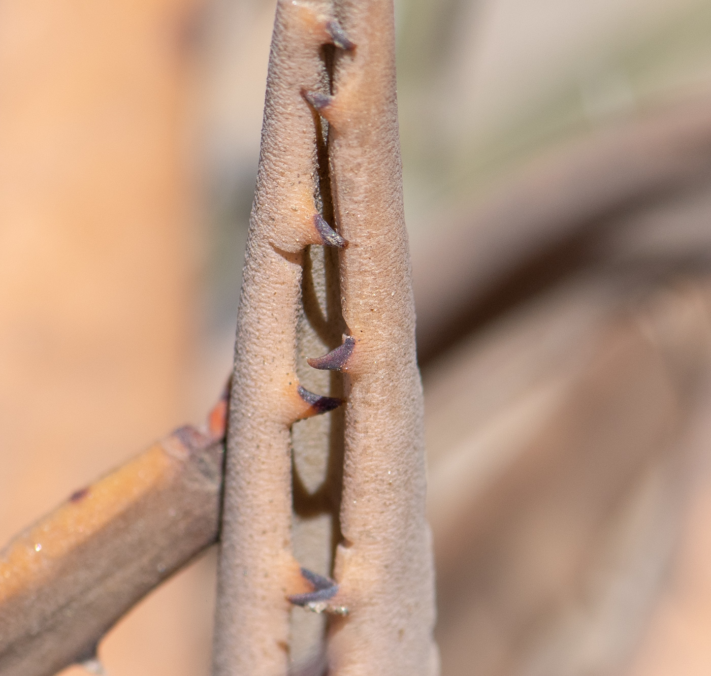 Image of Aloe asperifolia specimen.