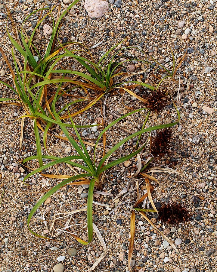 Image of Carex macrocephala specimen.