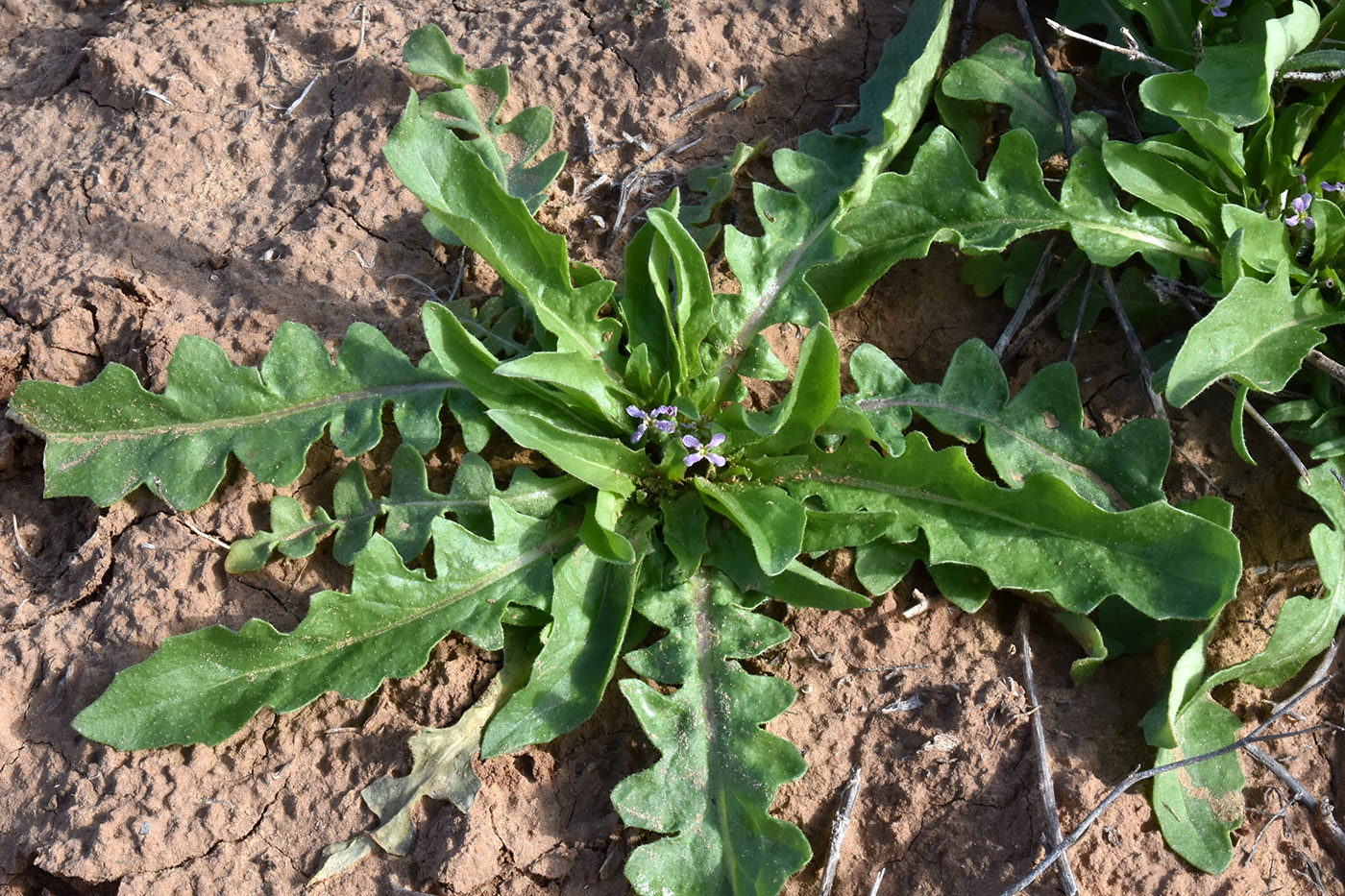 Image of Chorispora tenella specimen.