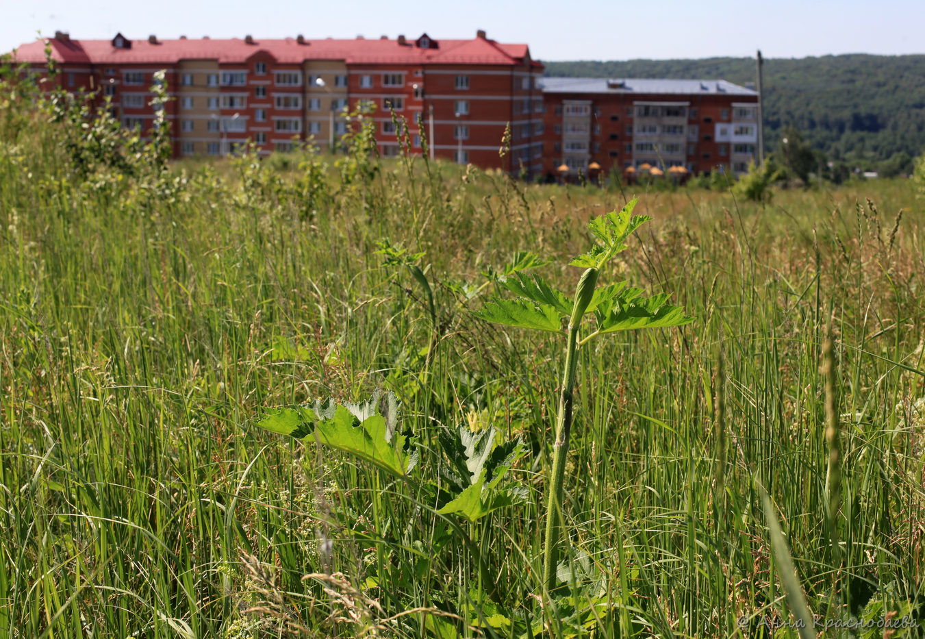 Image of Heracleum sibiricum specimen.