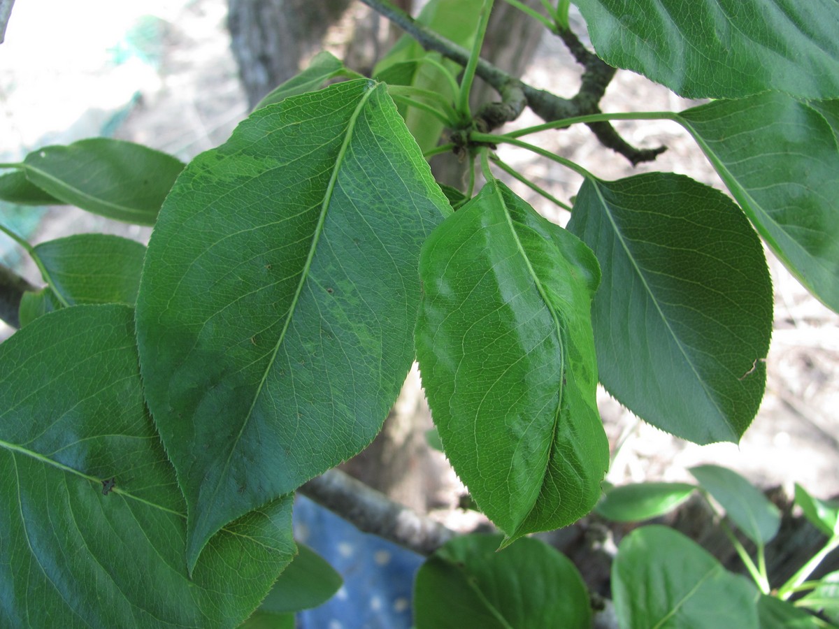 Image of Pyrus communis specimen.