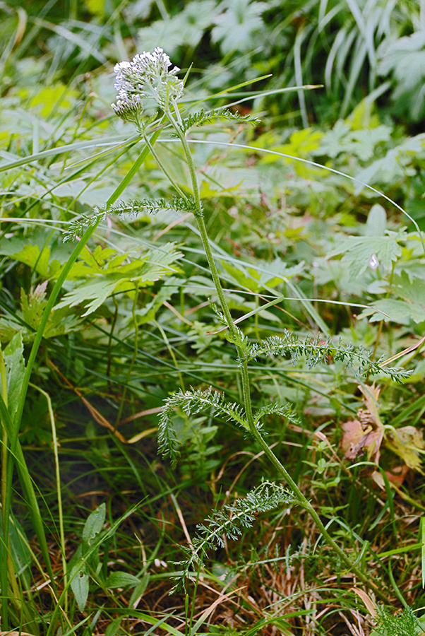 Изображение особи род Achillea.