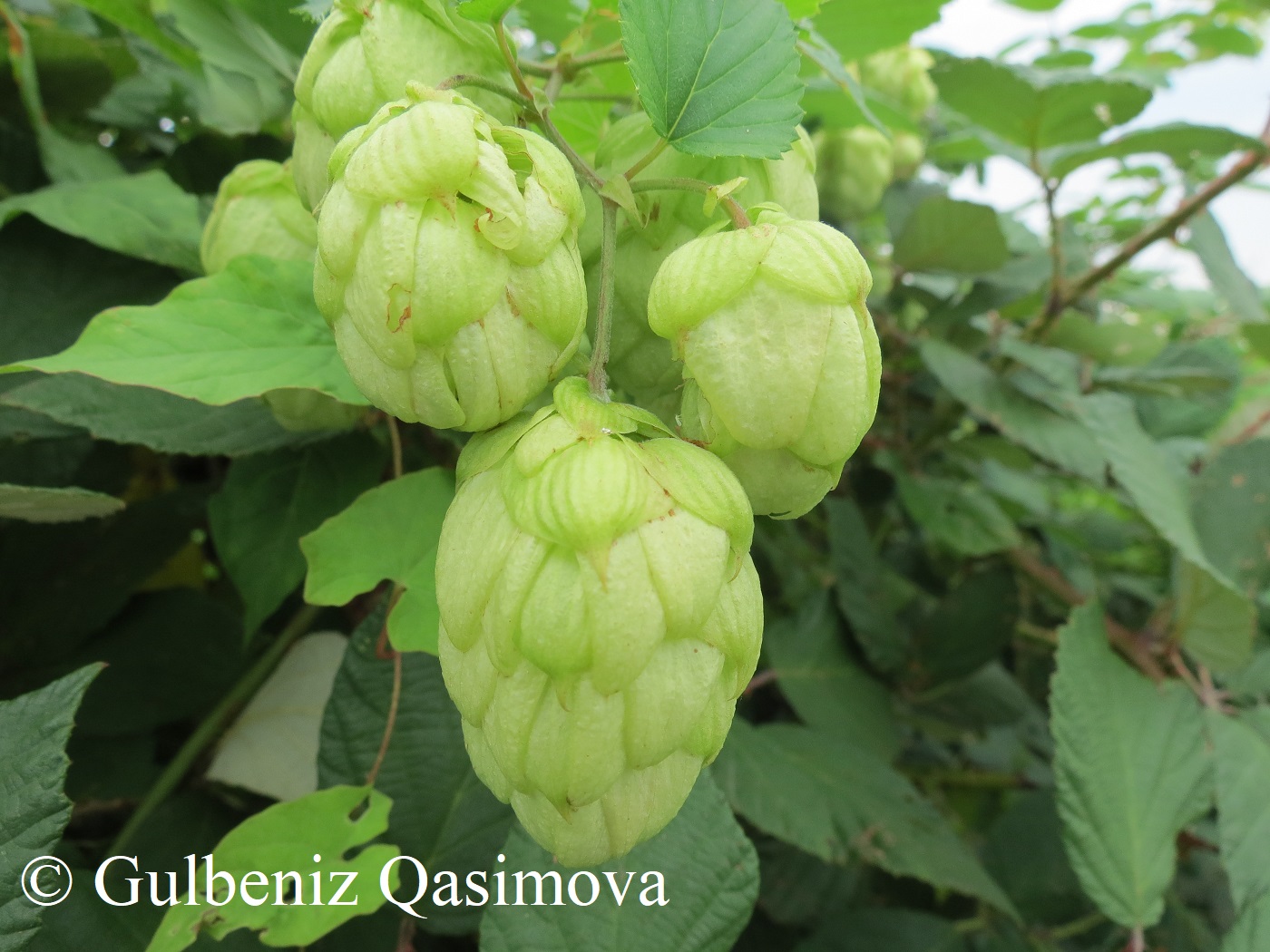 Изображение особи род Humulus.