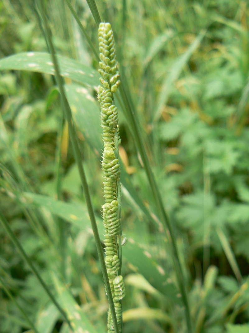 Image of Beckmannia syzigachne specimen.