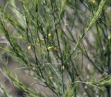 Asparagus officinalis. Средняя часть цветущей ветви. Пермский край, Кунгурский р-н, окр. с. Плехановское, окр. ур. Спасская гора, разнотравный луг. 05.06.2021.