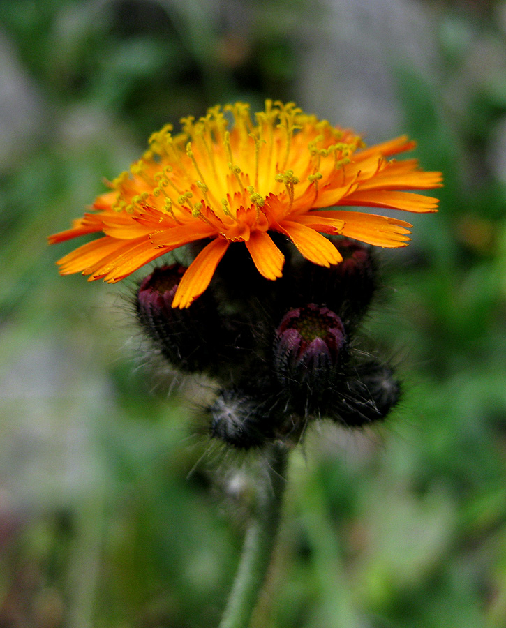 Image of Pilosella aurantiaca specimen.