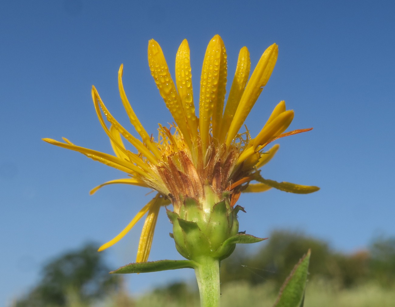 Image of Inula aspera specimen.